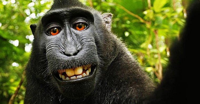 Американский суд решил, что обезьяна не может быть автором селфи 