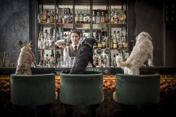 Лондонский бар предлагает коктейли для собак 