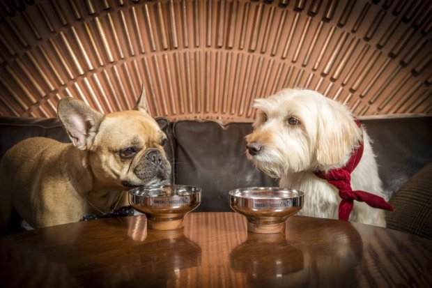 Лондонский бар предлагает коктейли для собак 